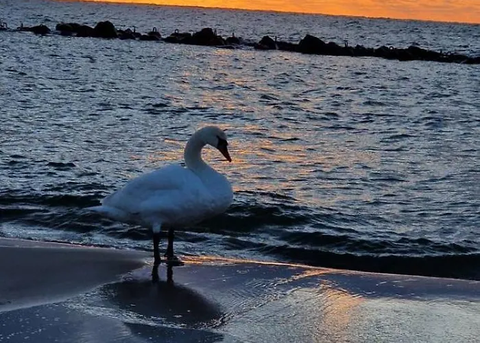 Premium Sunset Blvd For Two By Marina Royale